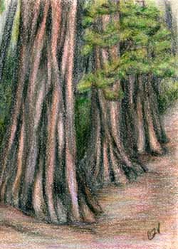 "A Walk Through The Sequoias" by Christina Thomas-Virnig, Madison WI - Colored Pencil